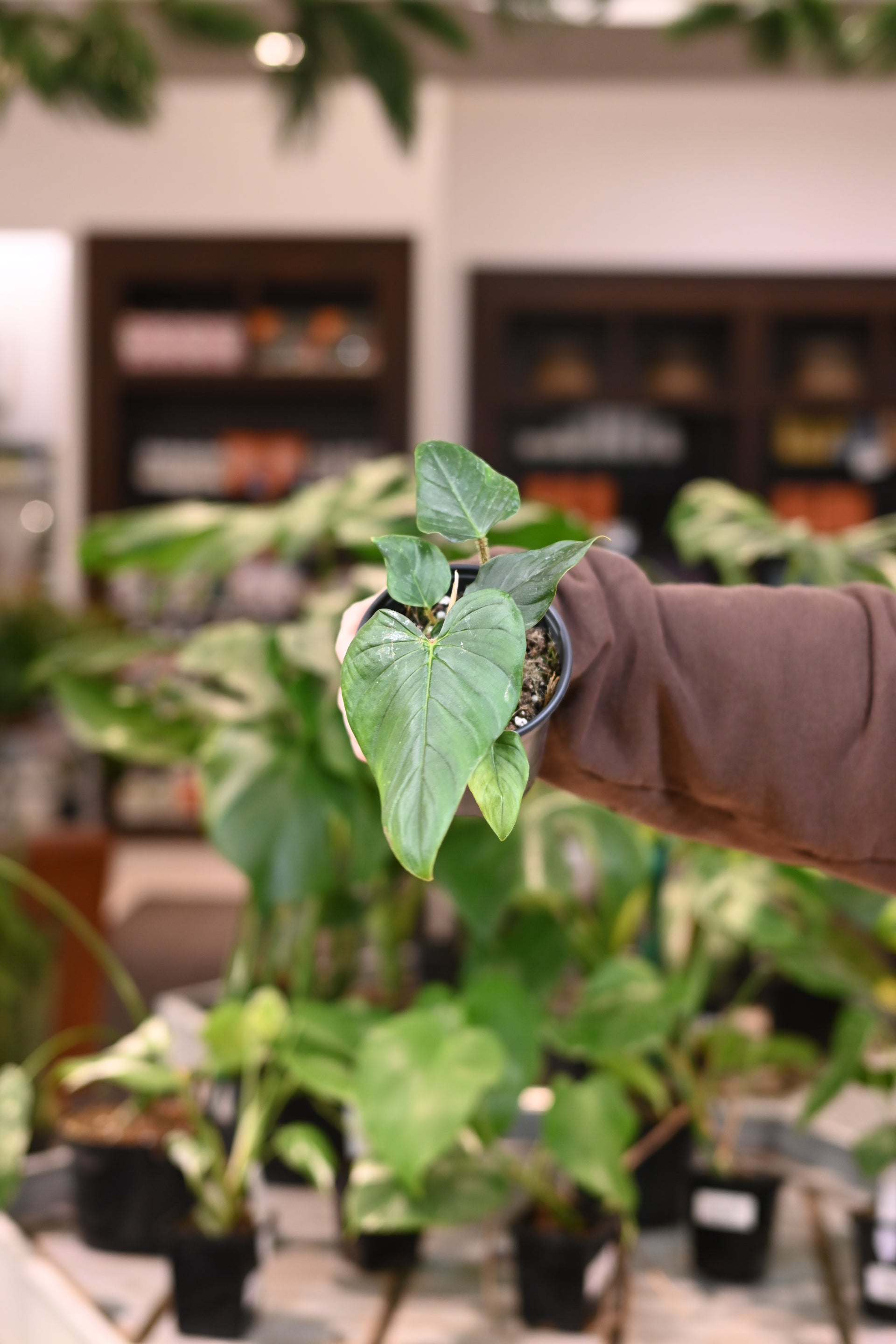 Philodendron Serpens – Lost in the Forrest