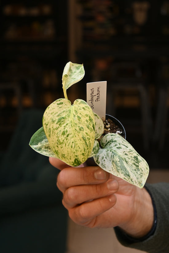 Scindapsus Peasum