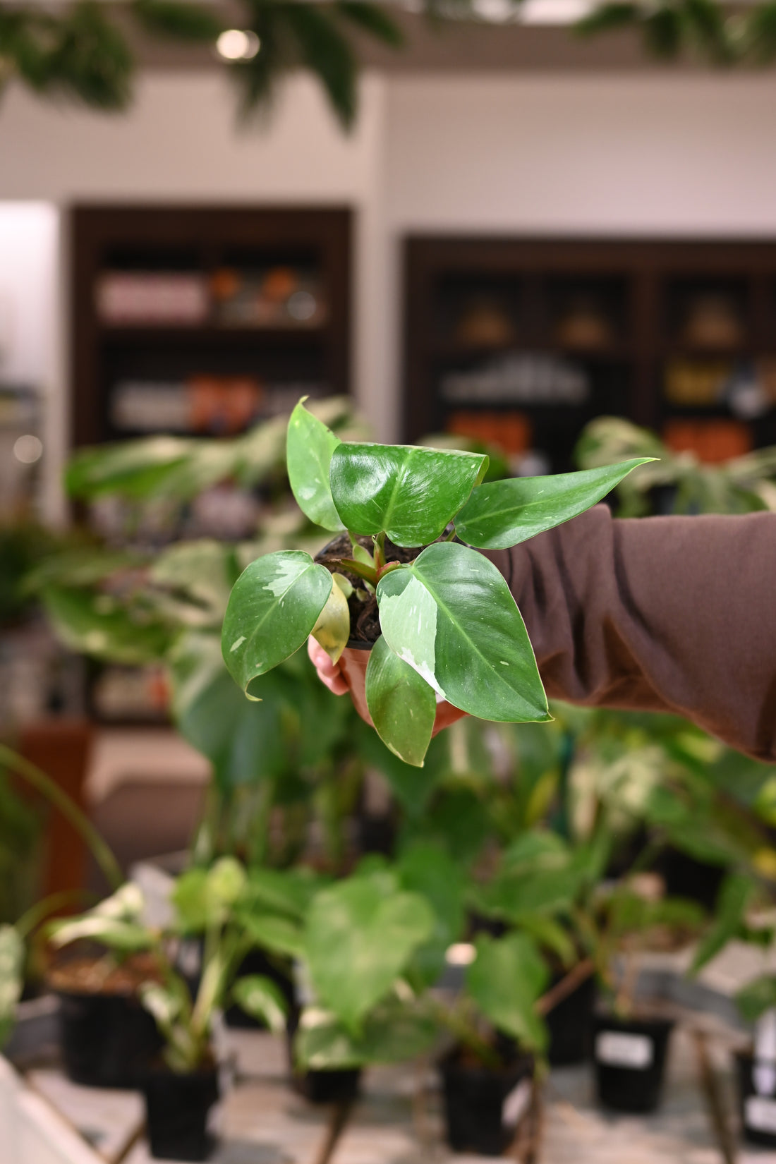 Philodendron White Princess