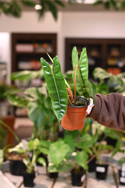 Philodendron Billietiae