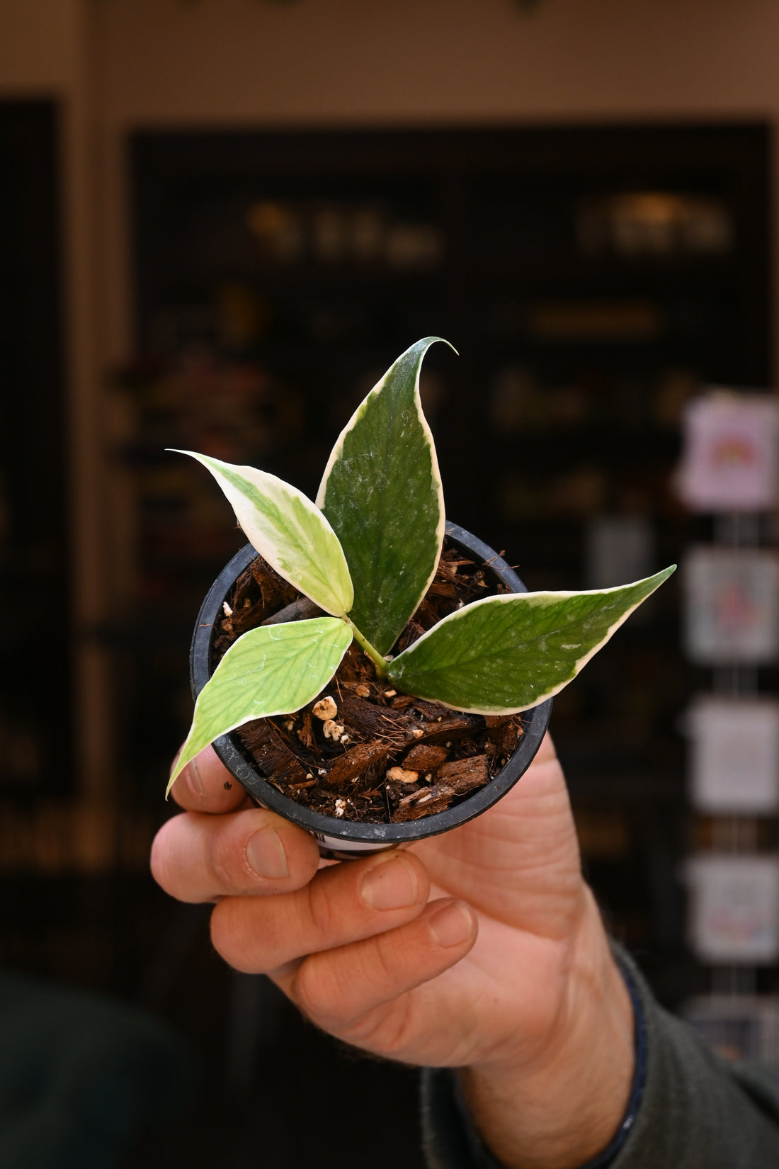 Hoya Polyneura Outer Variegated