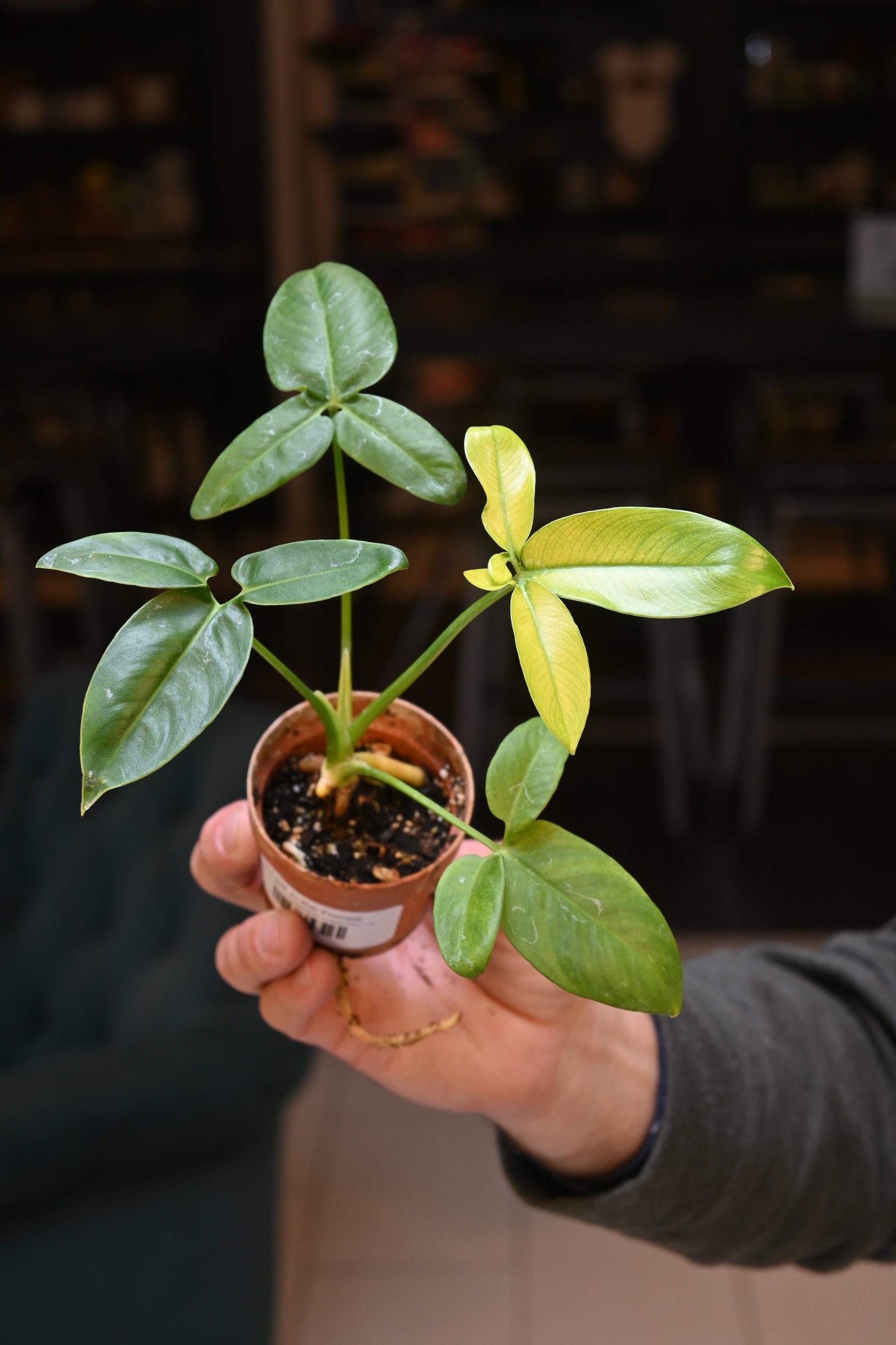 philodendron goeldii variegated Philodendron Goeldii Mint – Lost in the Forrest
