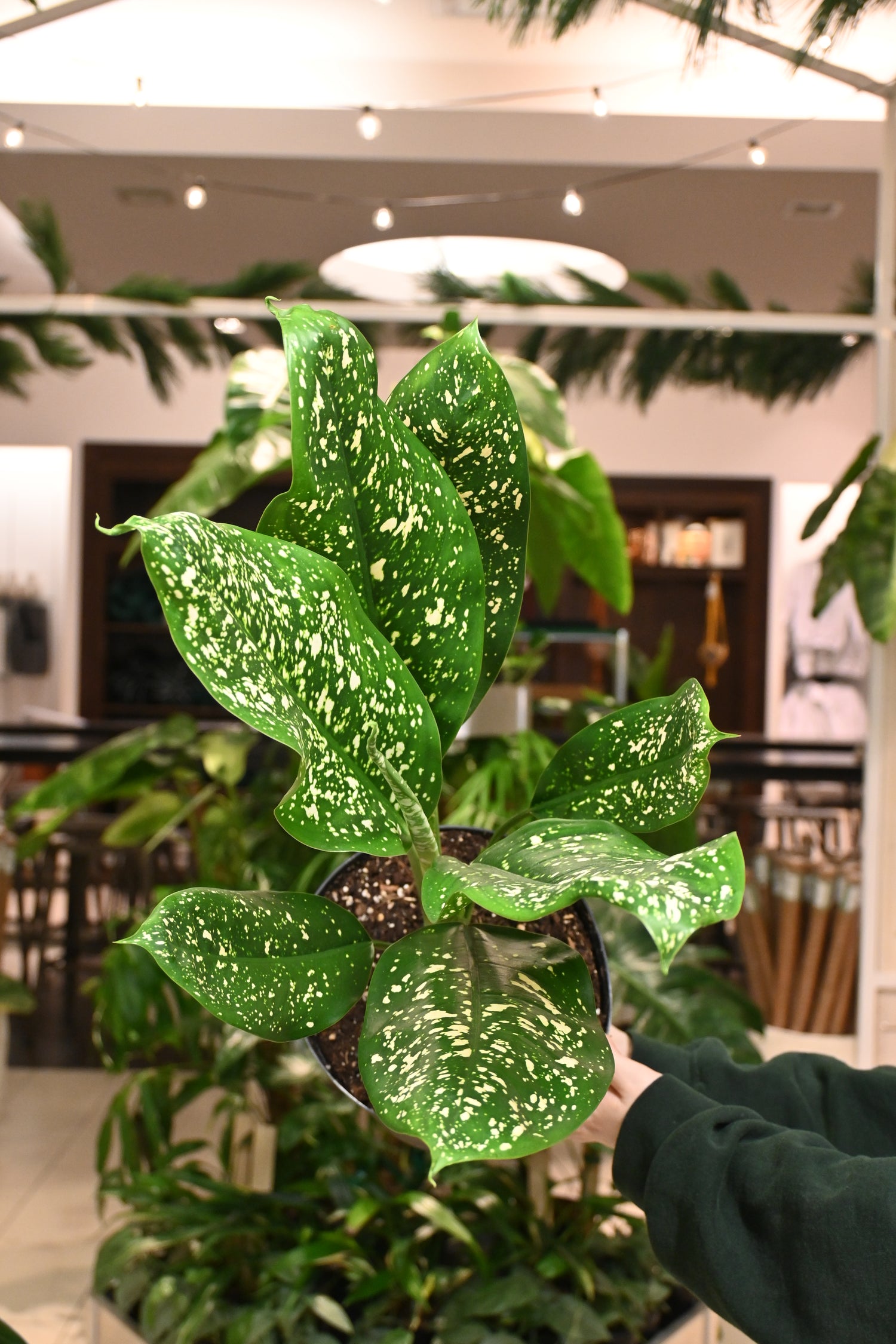 aglaonema illumination Aglaonema 'Lumina' – Lost in the Forrest