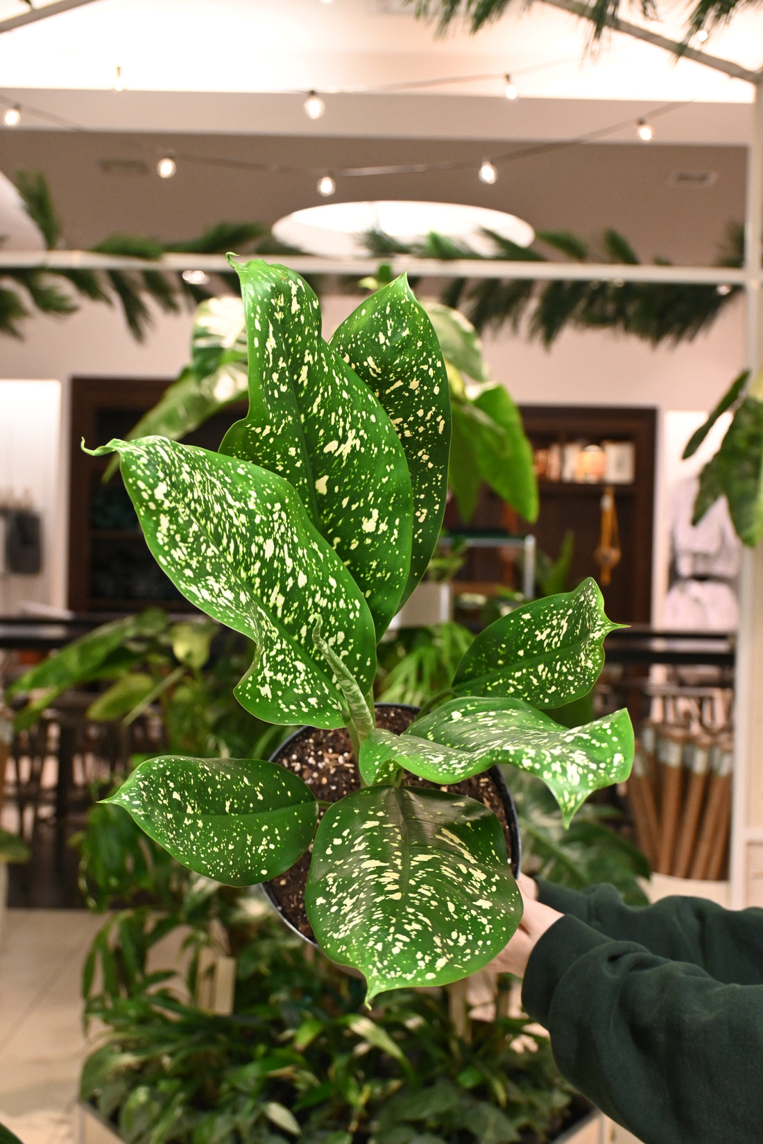 Aglaonema &