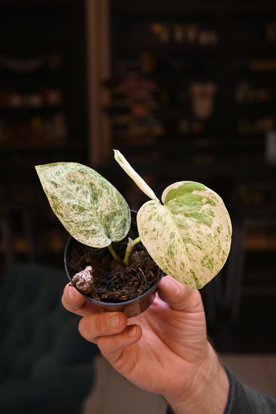 Scindapsus Jade Satin Marble