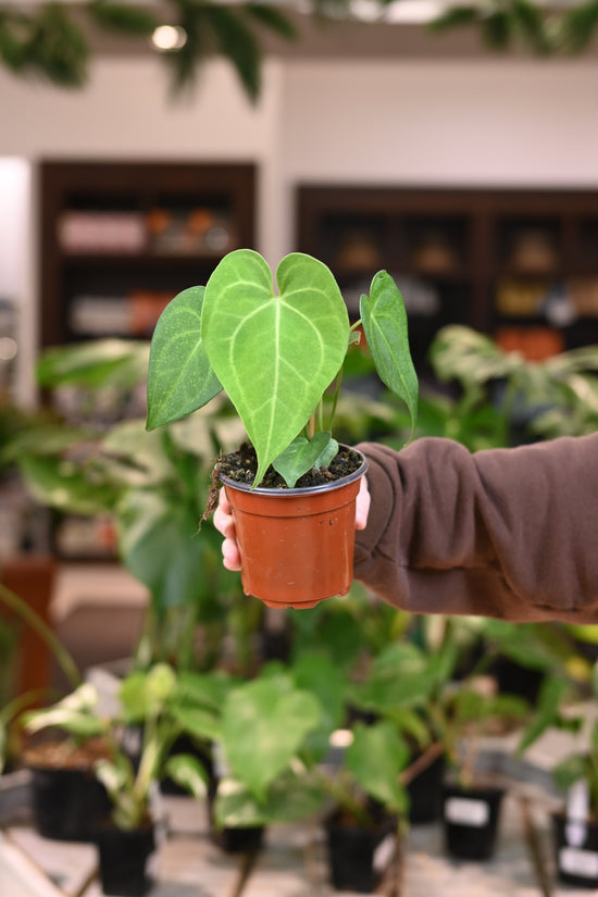 Anthurium Clarinervium