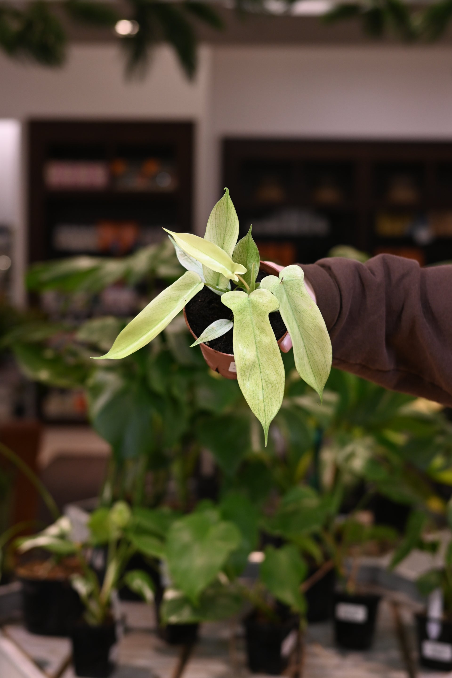 florida ghost philodendron for sale Philodendron Florida Ghost, 4" Plant
