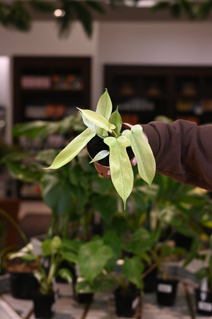philodendron florida ghost variegated Philodendron Florida Ghost, 4" Plant