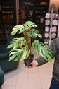 Epipremnum Pinnatum Marble