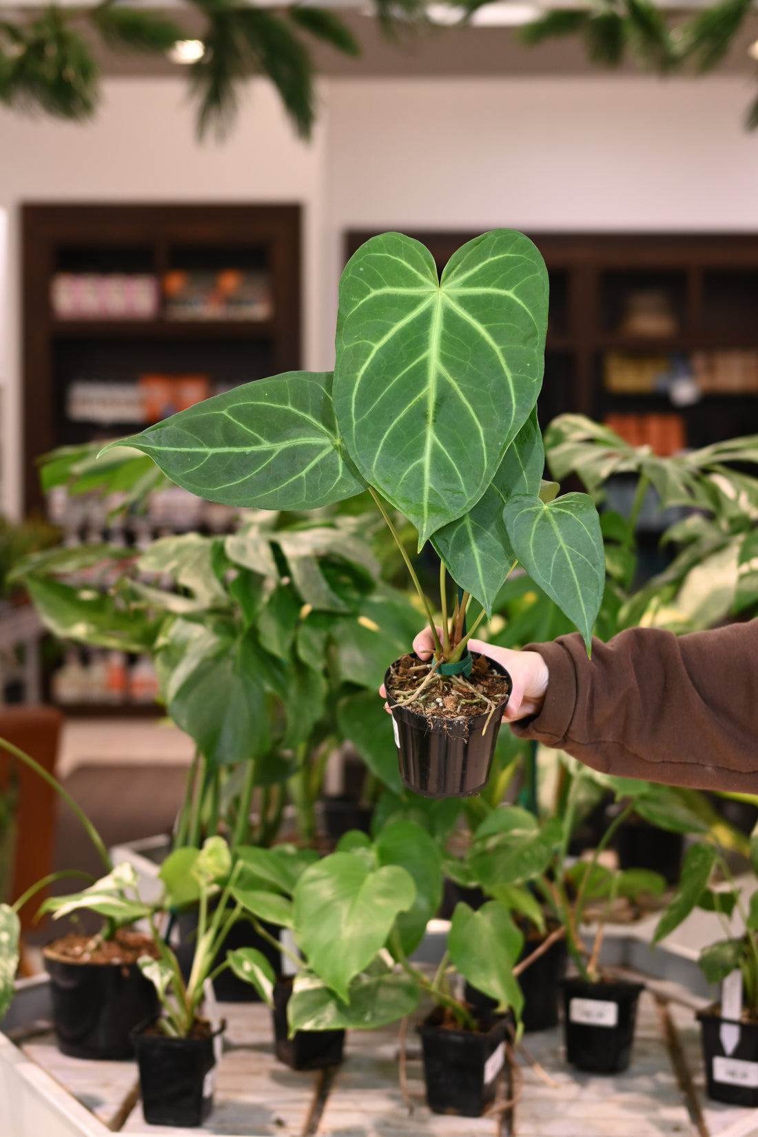 Anthurium Magnificum