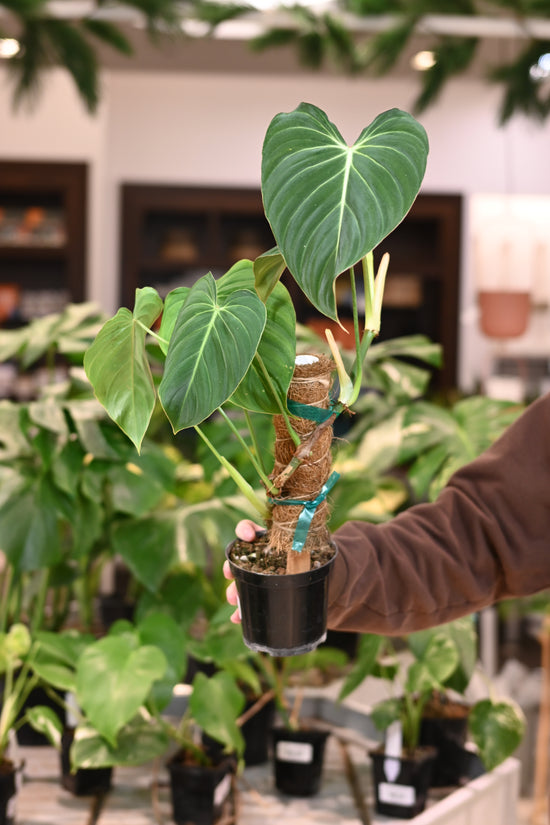 Philodendron Glorious