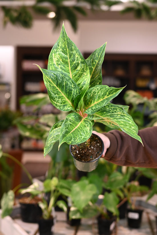 Aglaonema Chat Petch