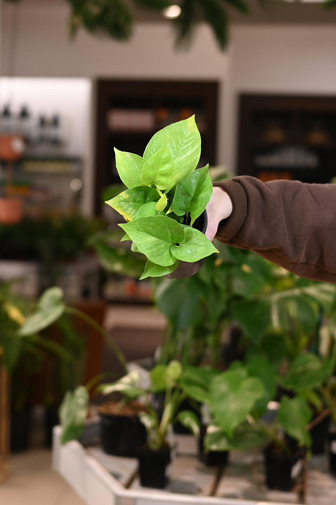 Neon Pothos