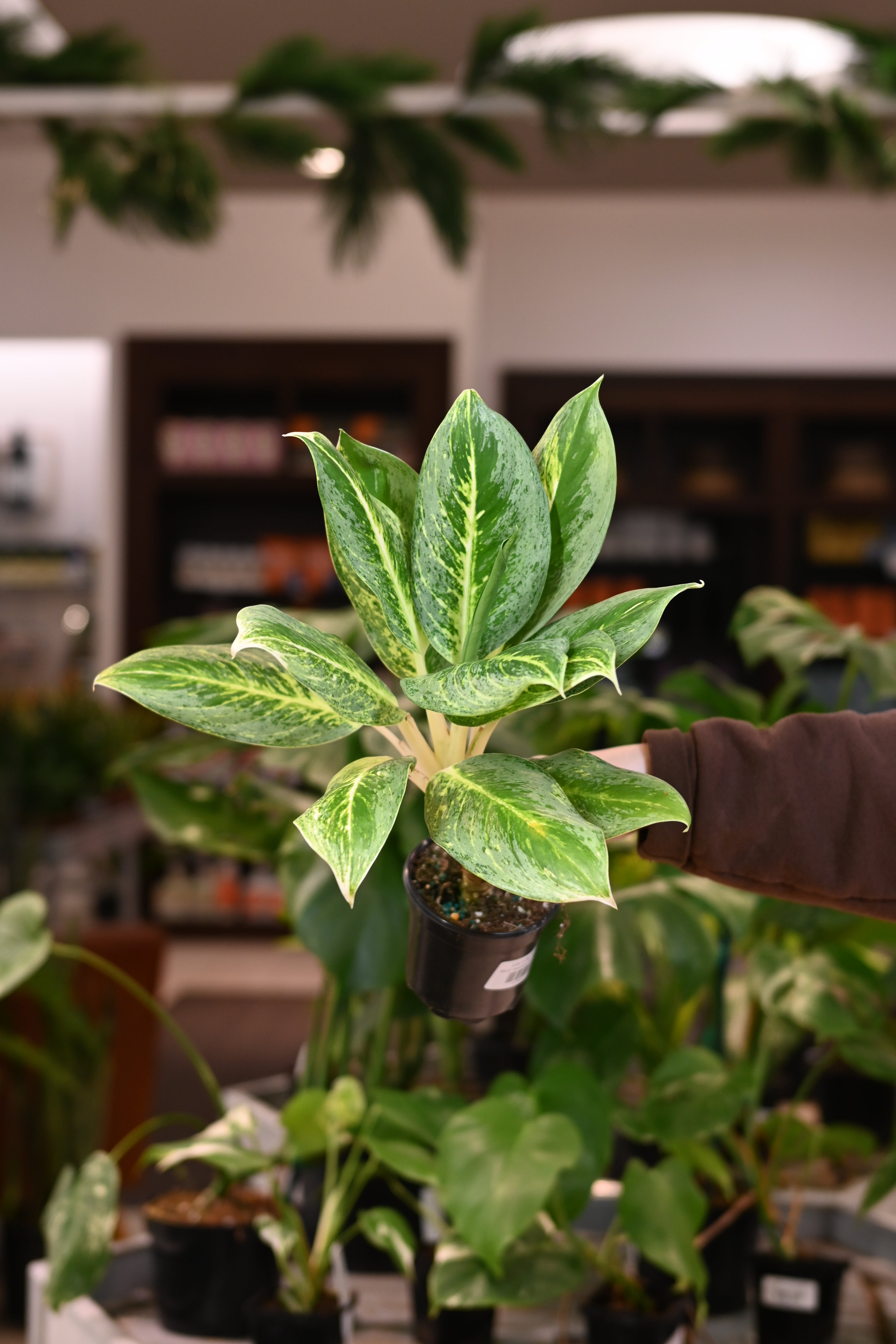 Aglaonema Honey Lemon