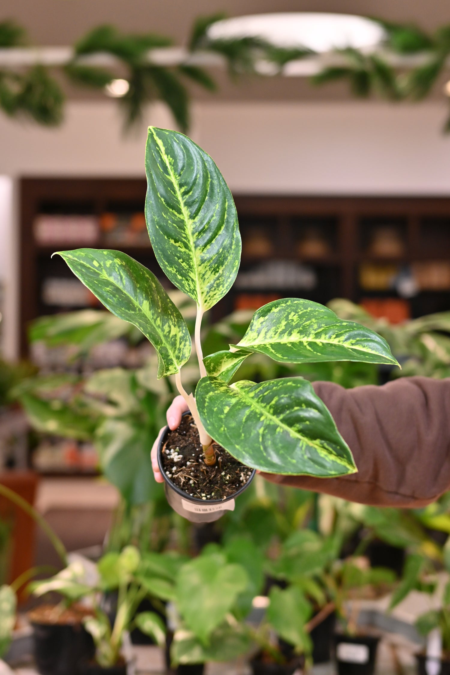 aglaonema long stem Aglaonema Green Dragon – Lost in the Forrest