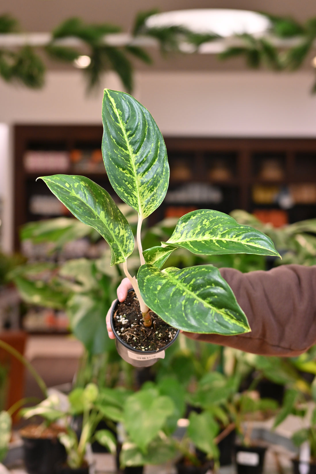 Aglaonema Green Dragon