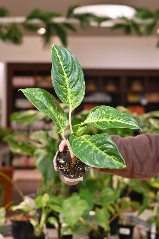 Aglaonema Green Dragon