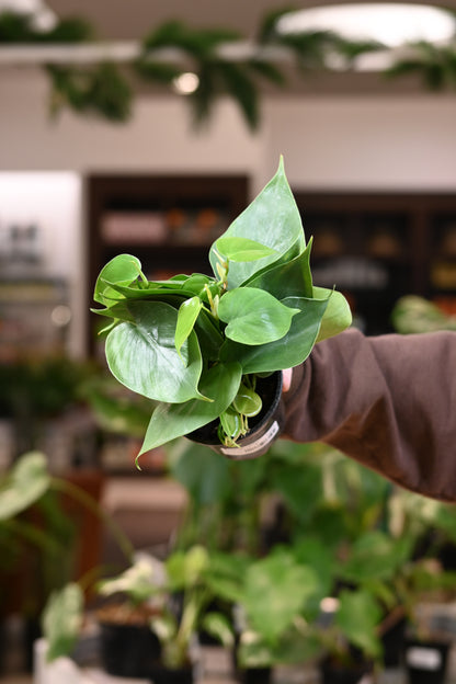 Philodendron Heartleaf