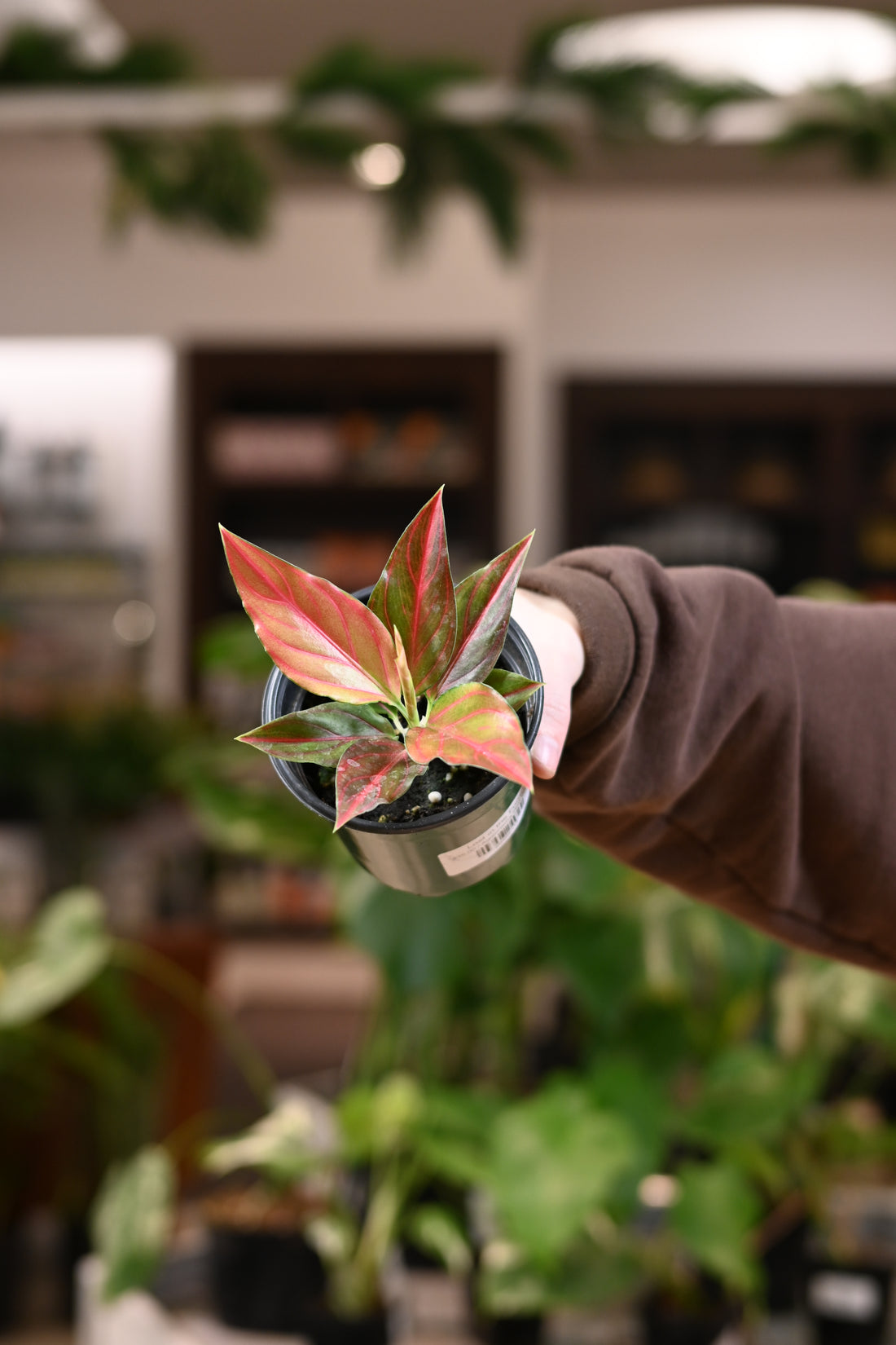 Aglaonema Red Vein