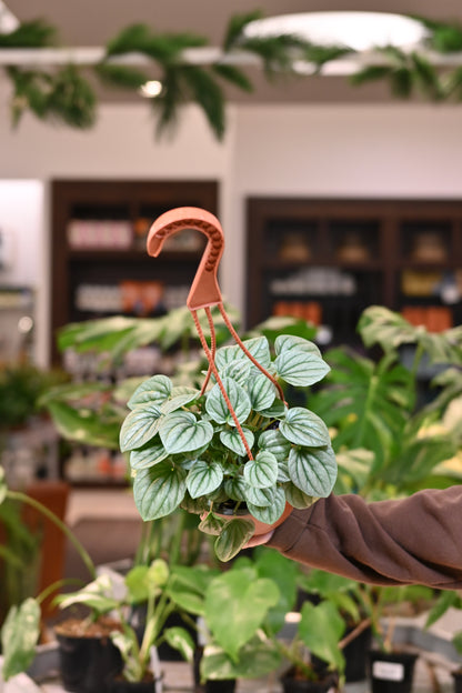 Peperomia Frost