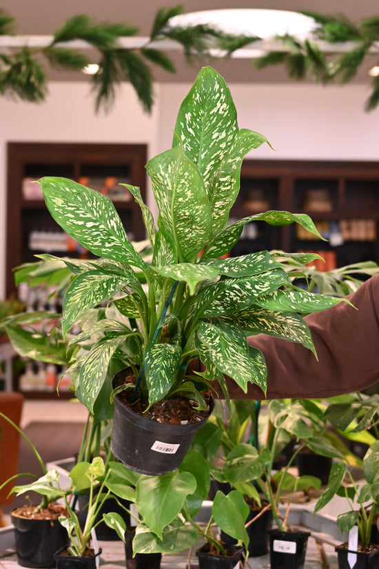 Dieffenbachia Tropic Rain