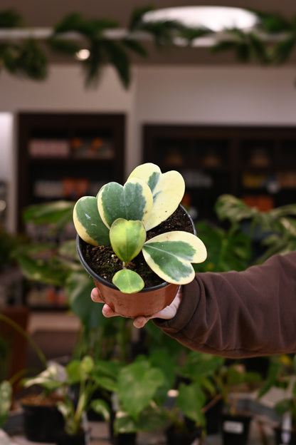 Hoya Kerrii Outer Variegation