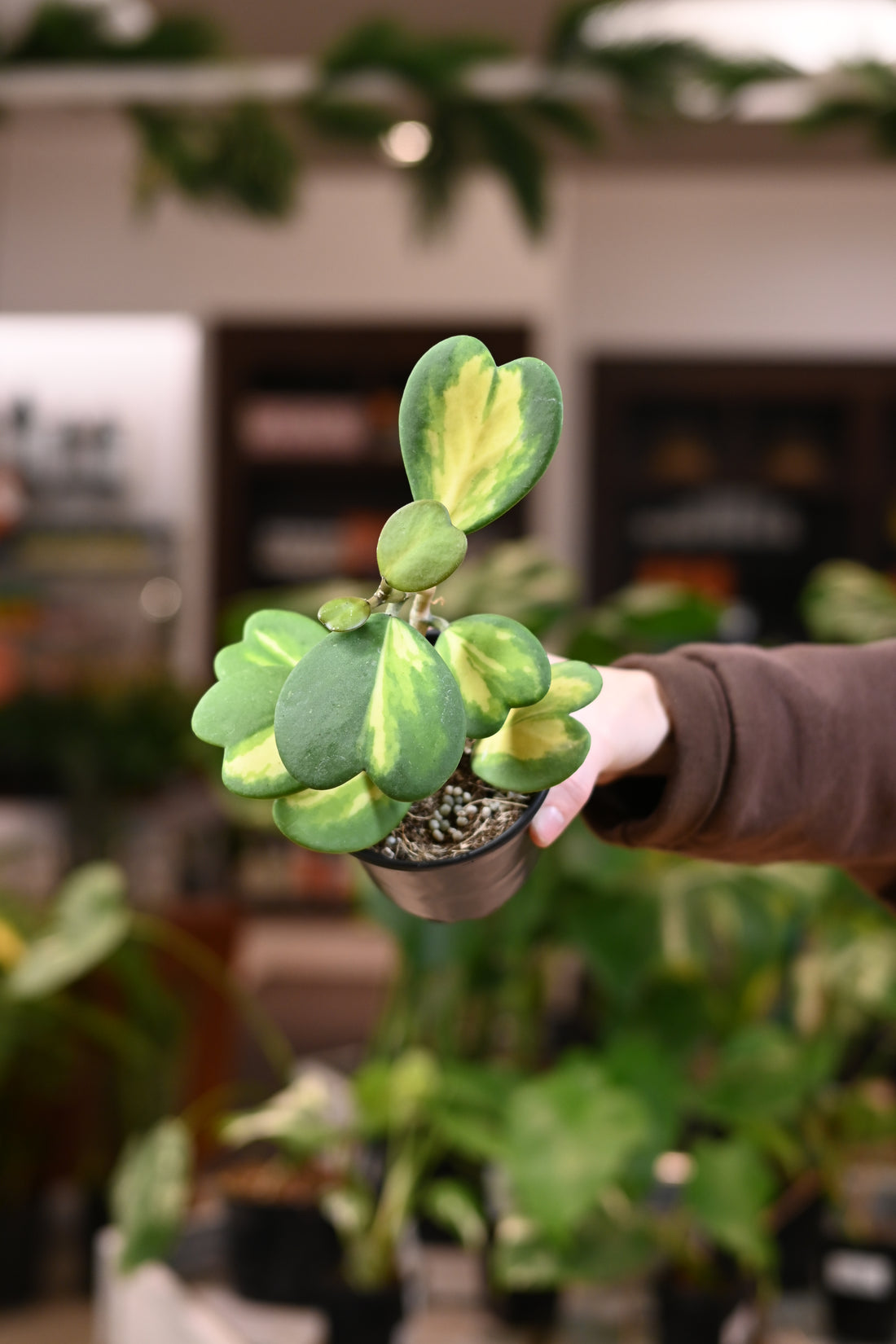 Hoya Kerrii Inner Variegated