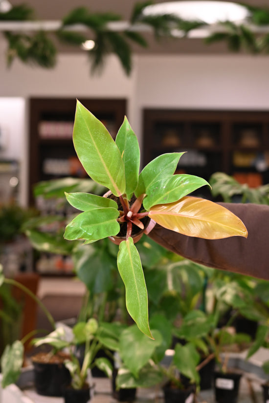 Philodendron Prince of Orange