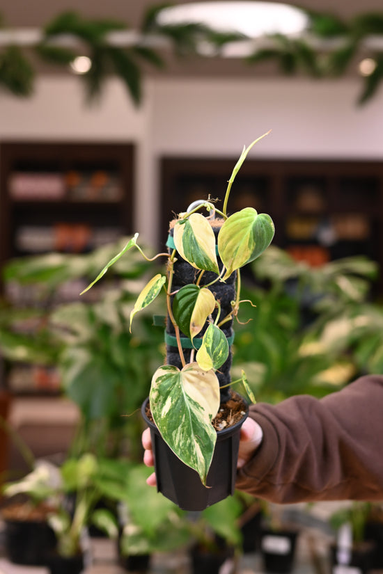 Philodendron Micans Variegated