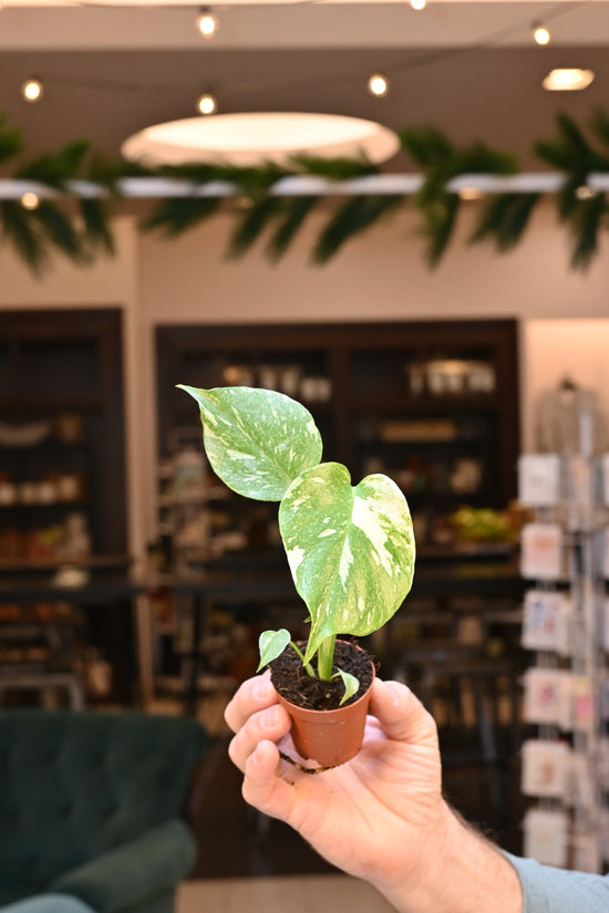 Monstera Thai Constellation