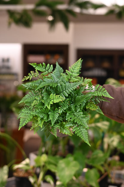 Rabbit Foot Fern