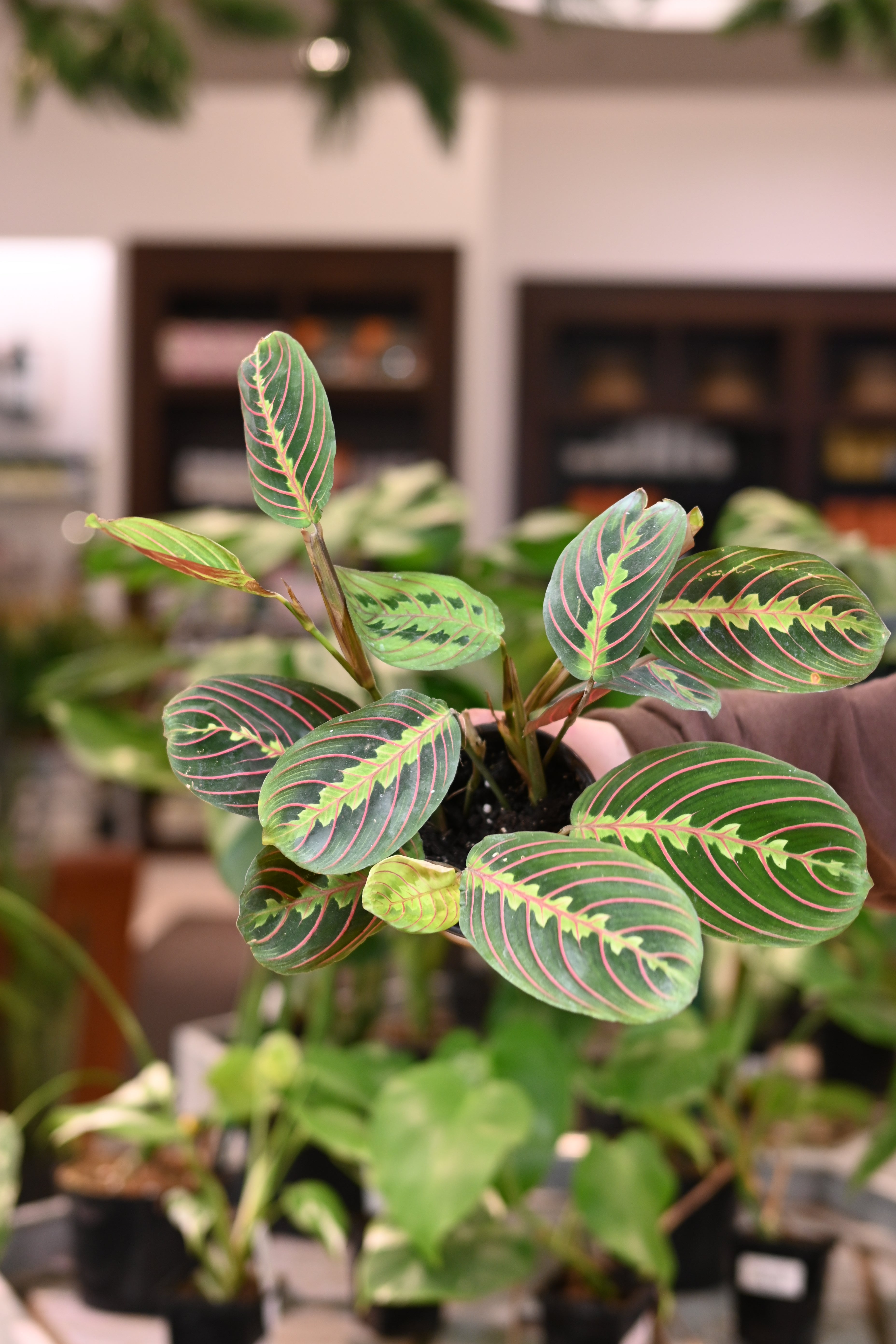 Maranta Red