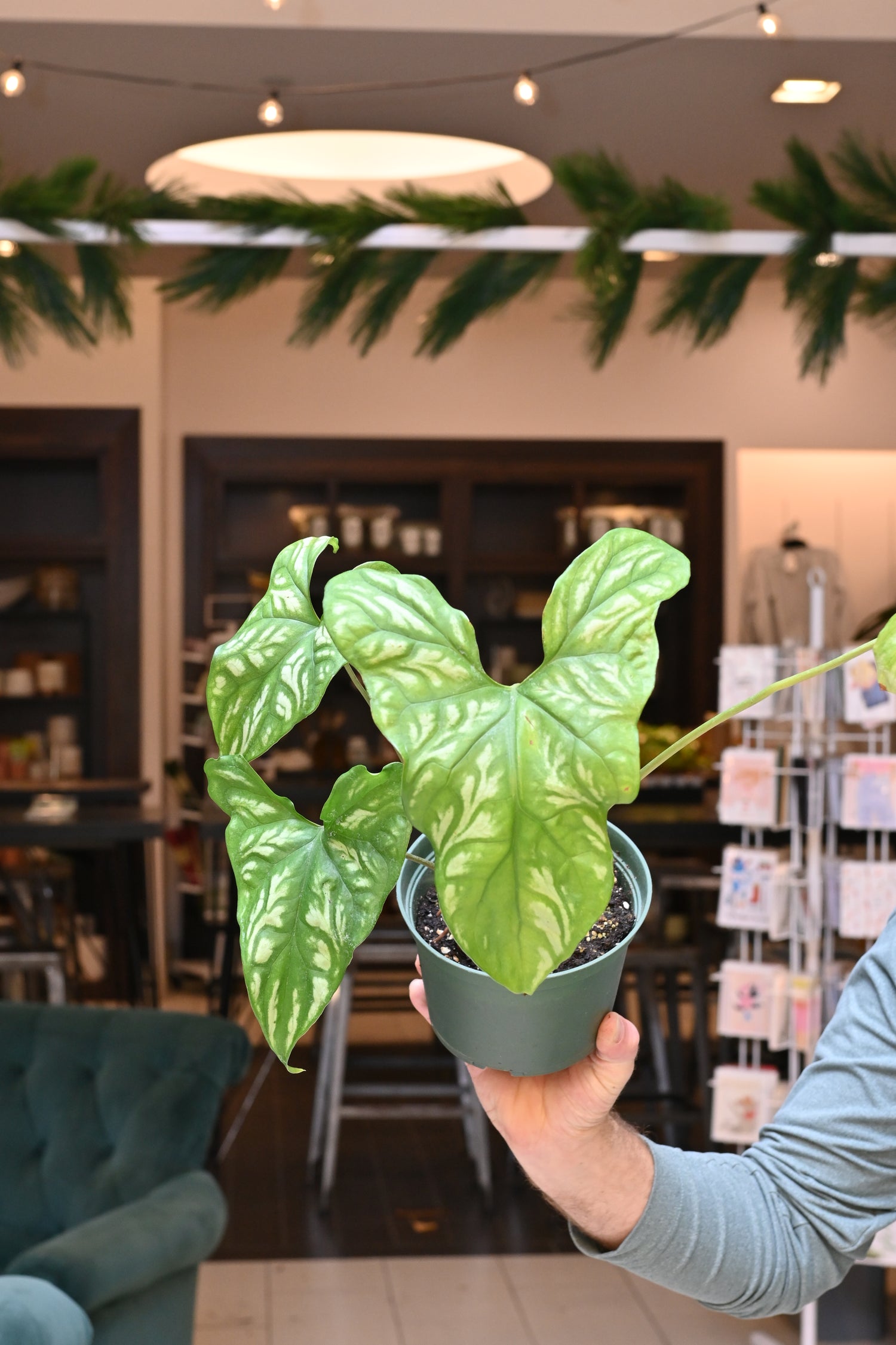 is cercestis mirabilis a philodendron Cercestis Mirabilis – Lost in the Forrest