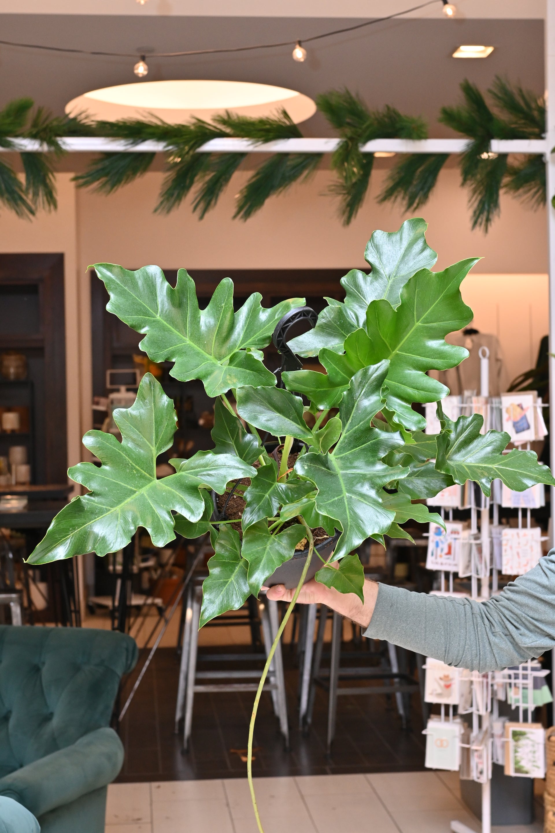 philodendron revolution Philodendron Revolution