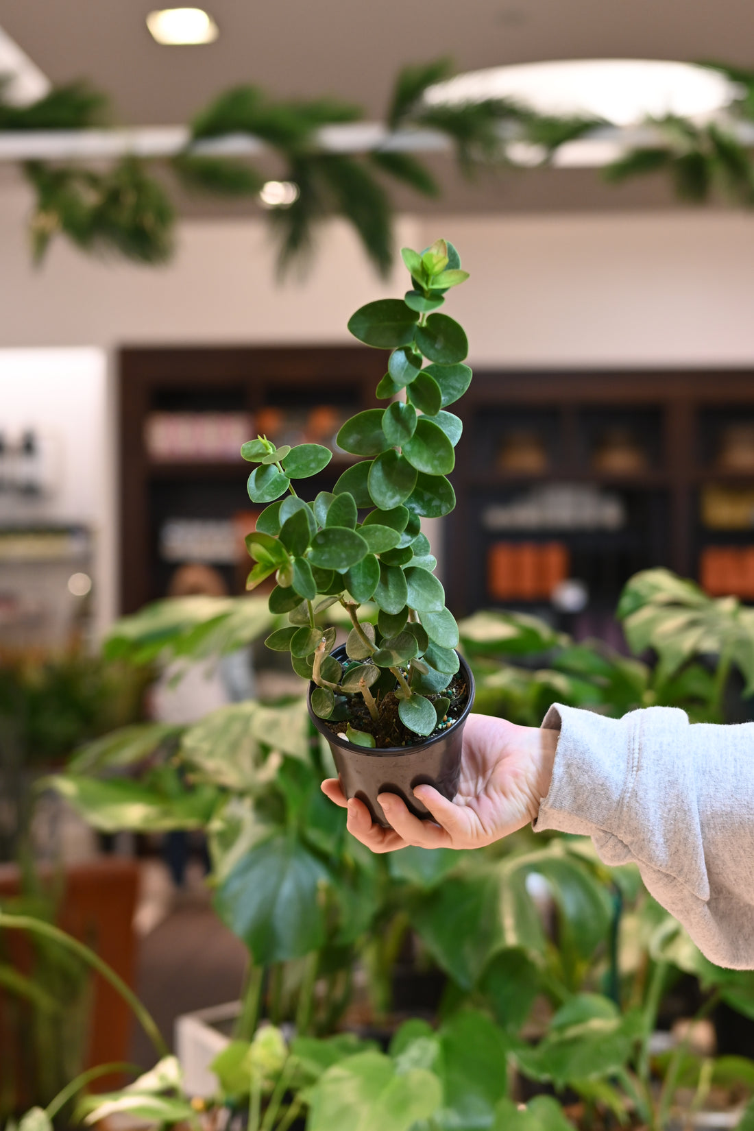Hoya Cumingiana