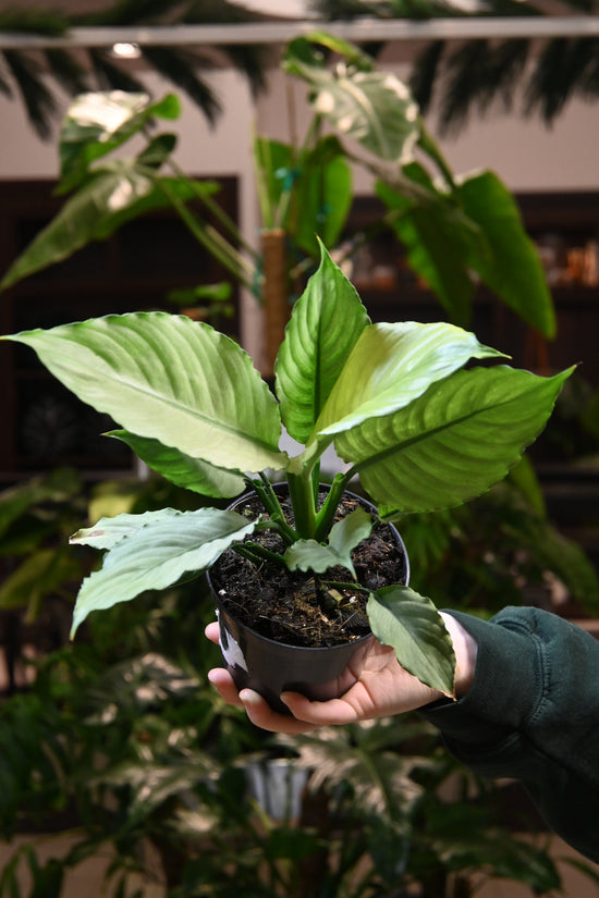 Spathiphyllum Ghost