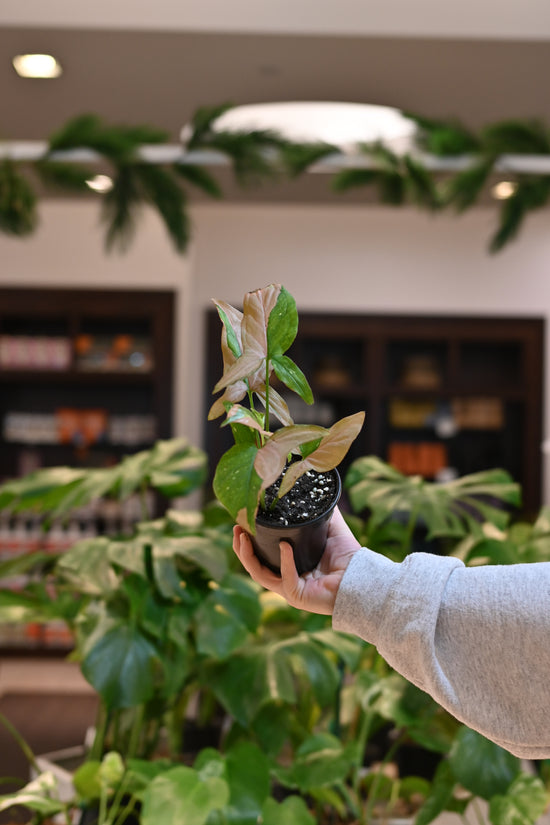 Syngonium Red Spot Tri Color