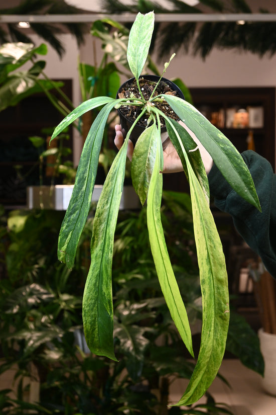Anthurium Vittariifolium Variegated