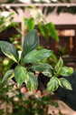 Spathiphyllum Aurea