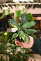 Spathiphyllum Aurea