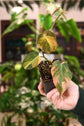 Philodendron Micans Variegated