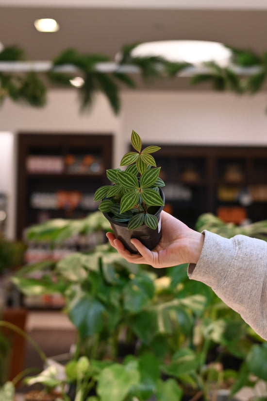 Peperomia Stilt
