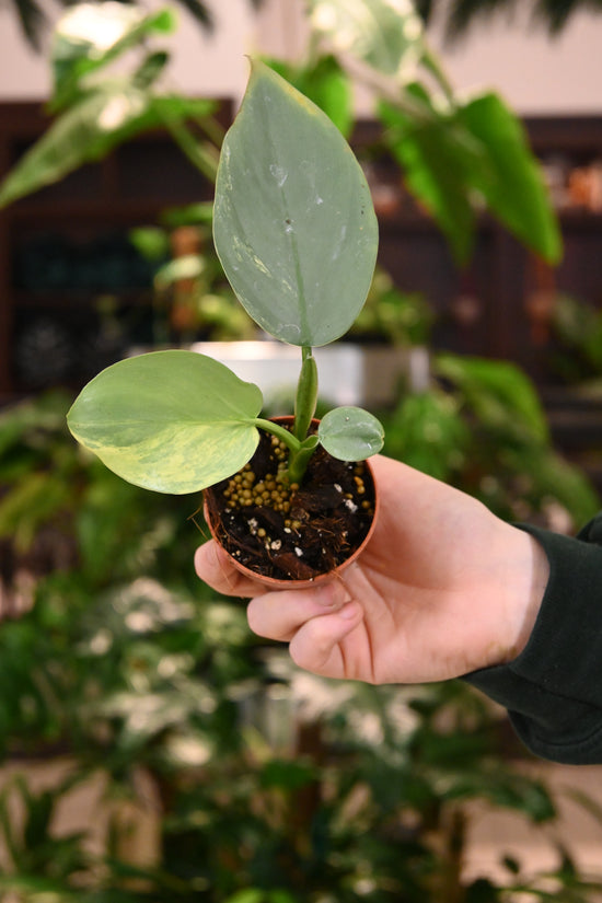 Philodendron Variegated Silver Sword