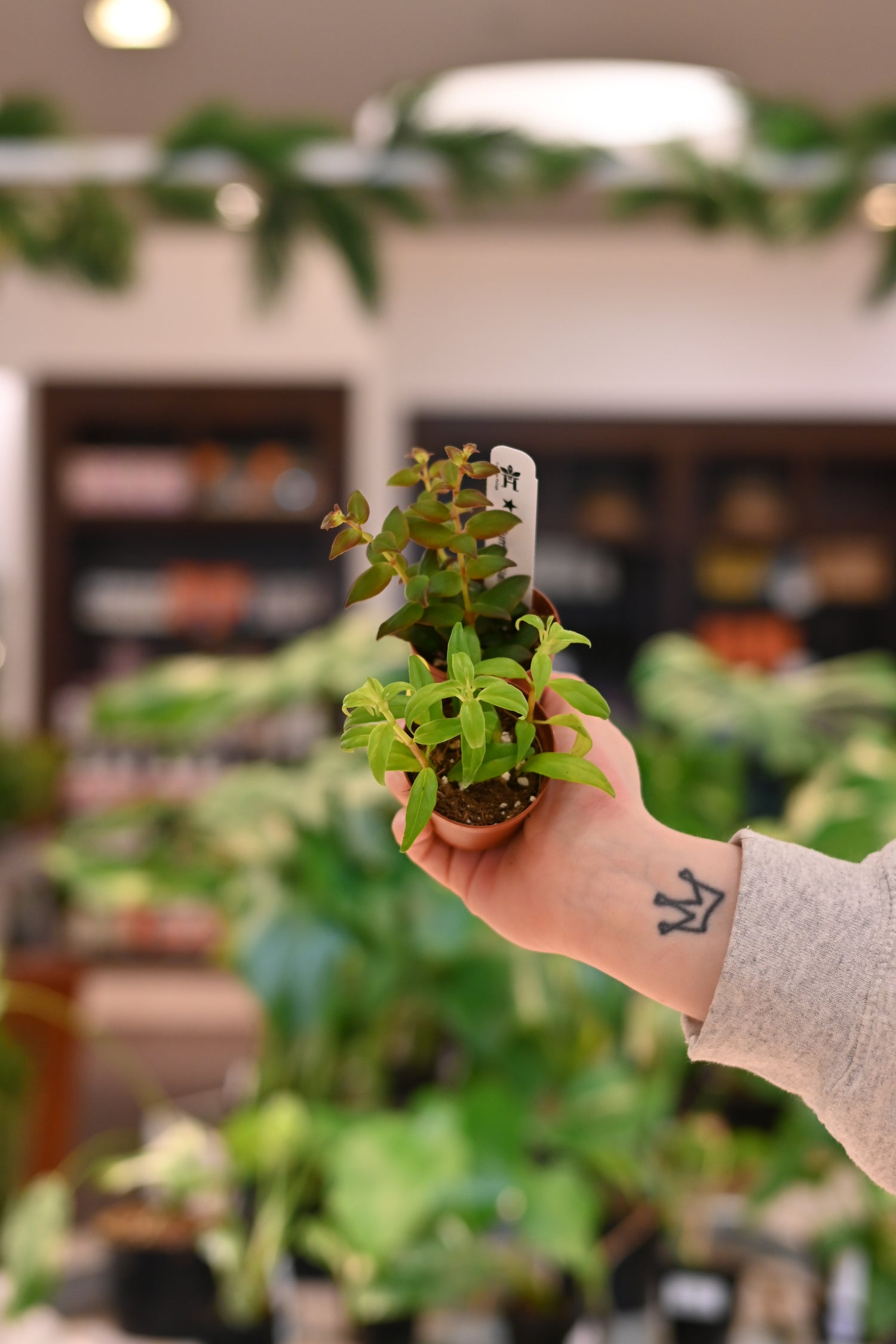 goldfish house plant Nematanthus 'Goldfish Plant' – Lost in the Forrest
