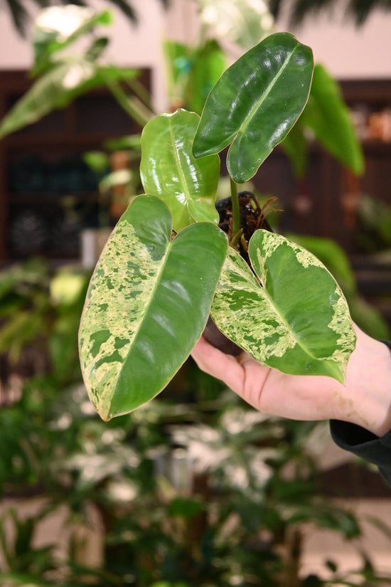 Philodendron Variegated Burle Marx Mint