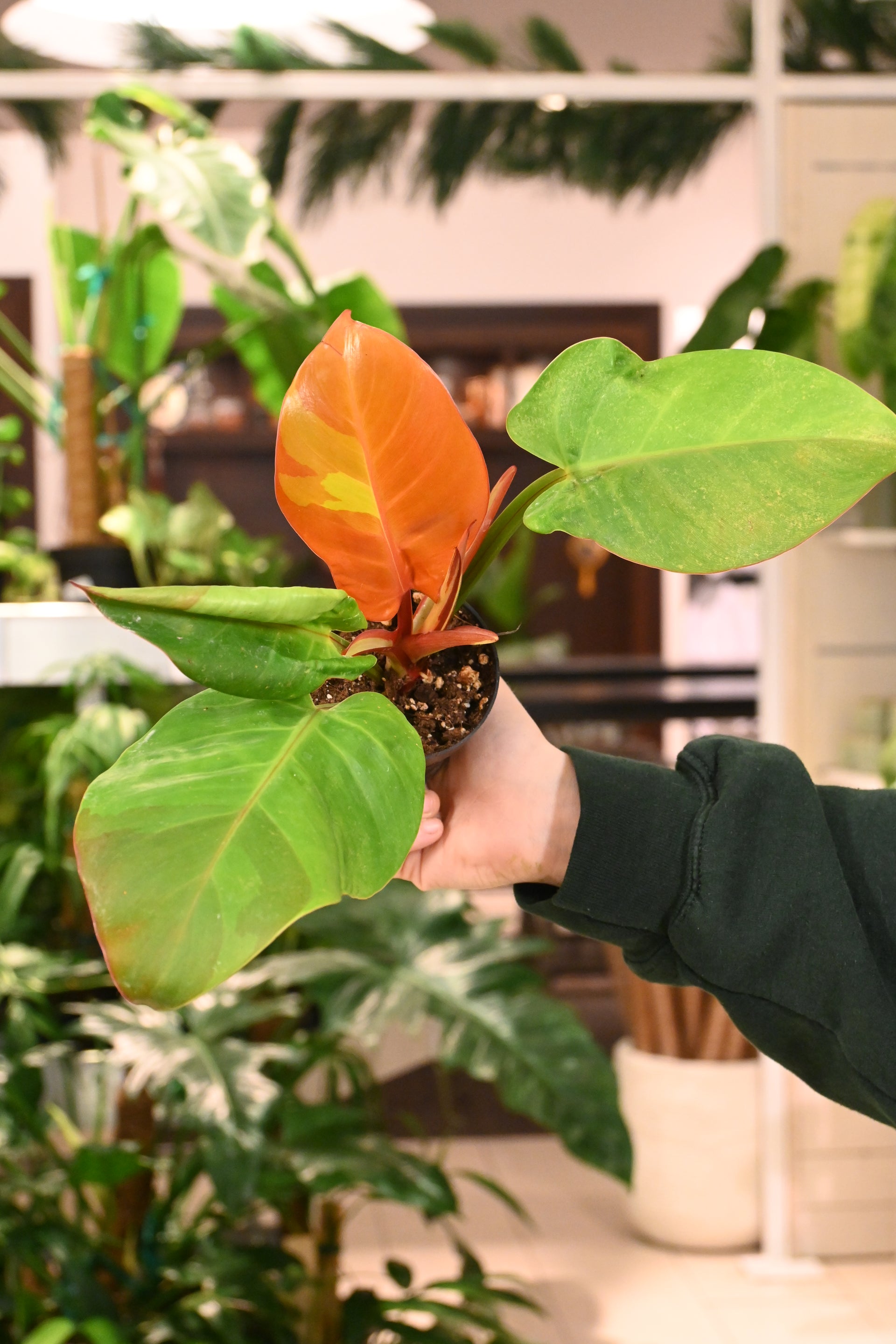 Philodendron Red Moon – Lost in the Forrest