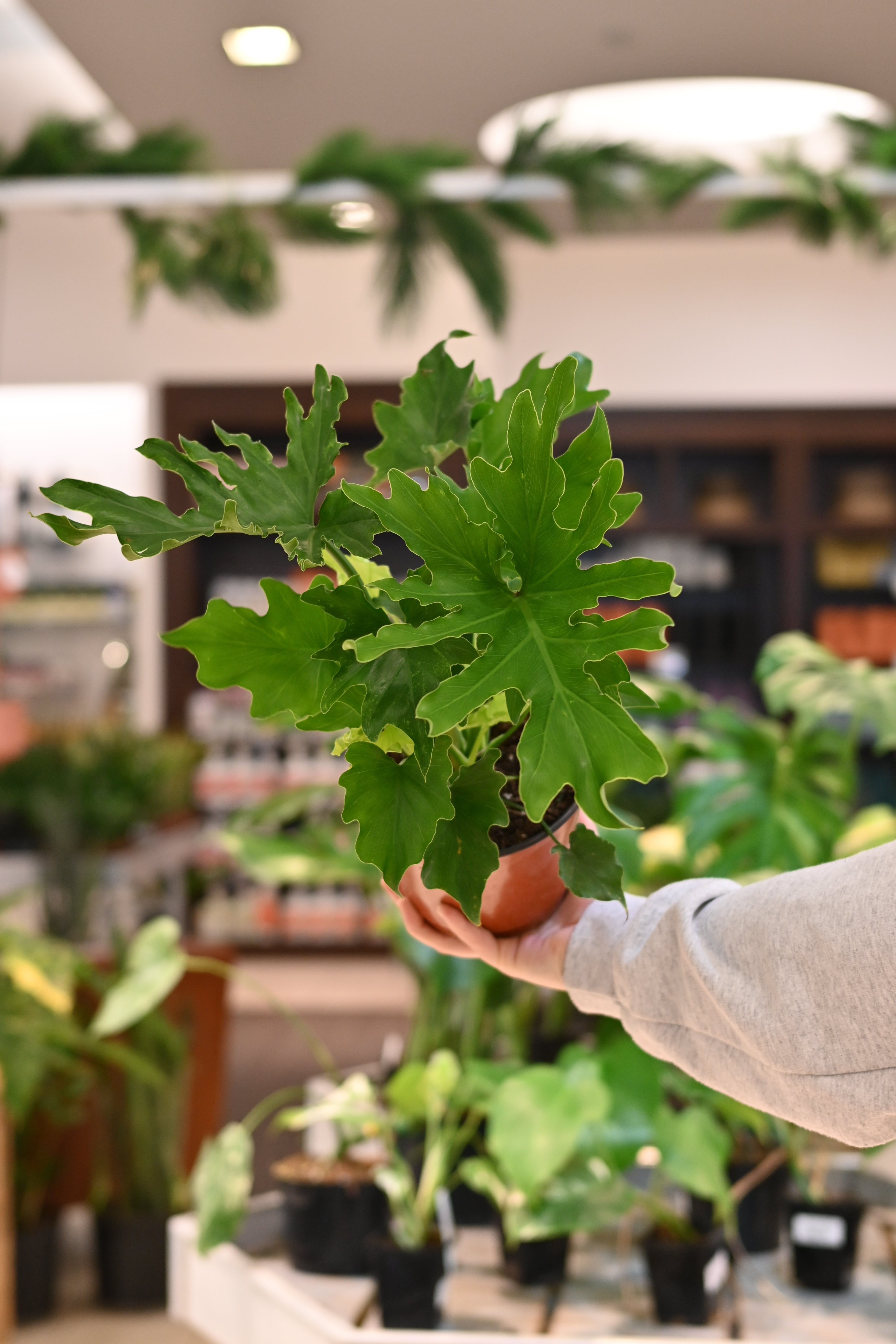 Philodendron Lickety Split
