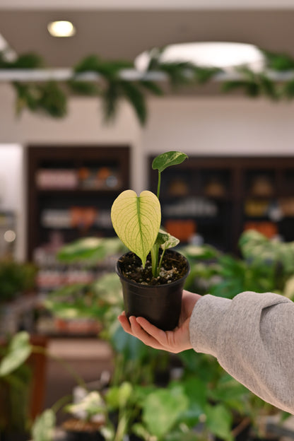 Mint Monstera White Monster
