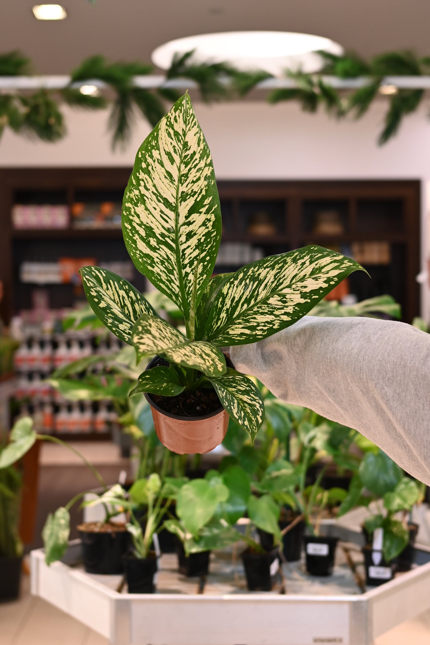 dieffenbachia white stem Dieffenbachia 'White Etna' 4"