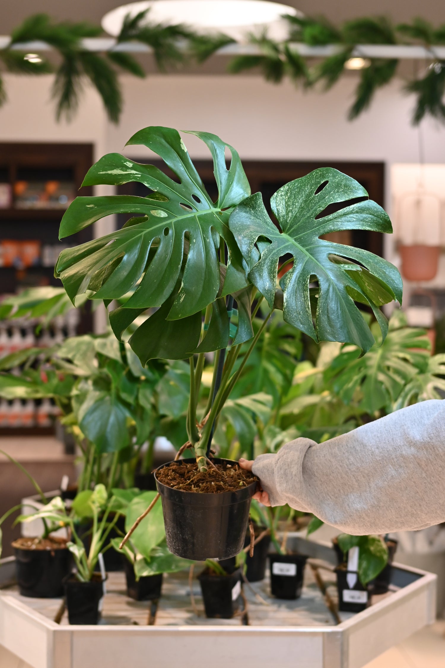 monstera white plant Mint Monstera White Monster Low Color Large